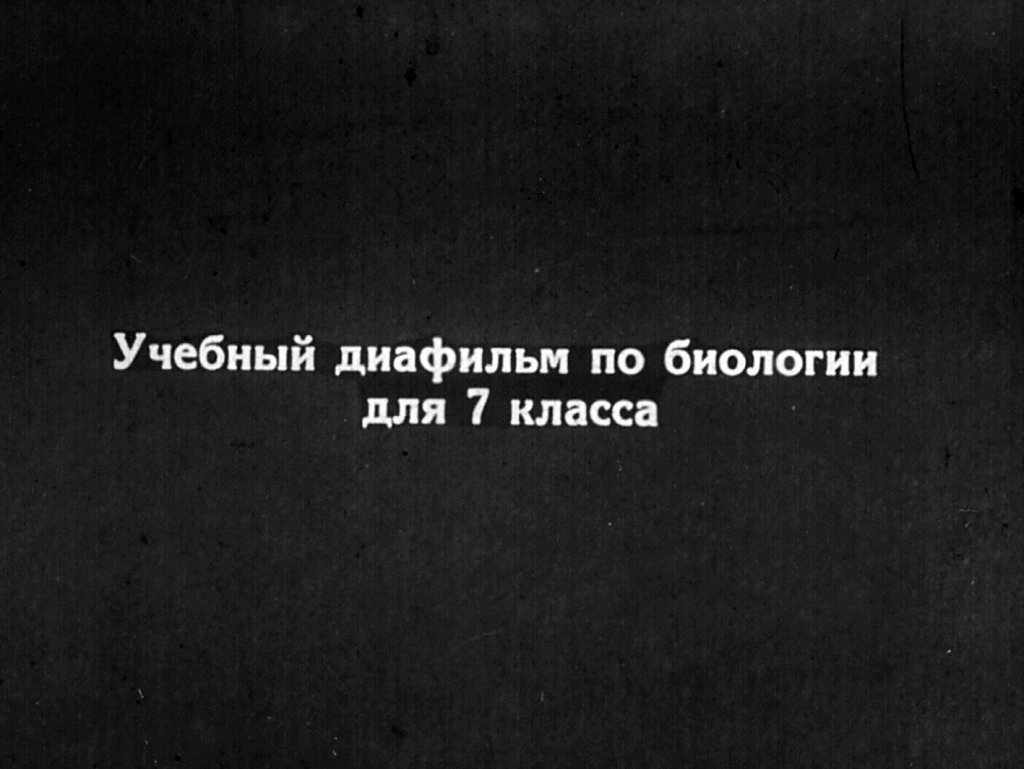 Кадр 2 диафильма «Птицы»