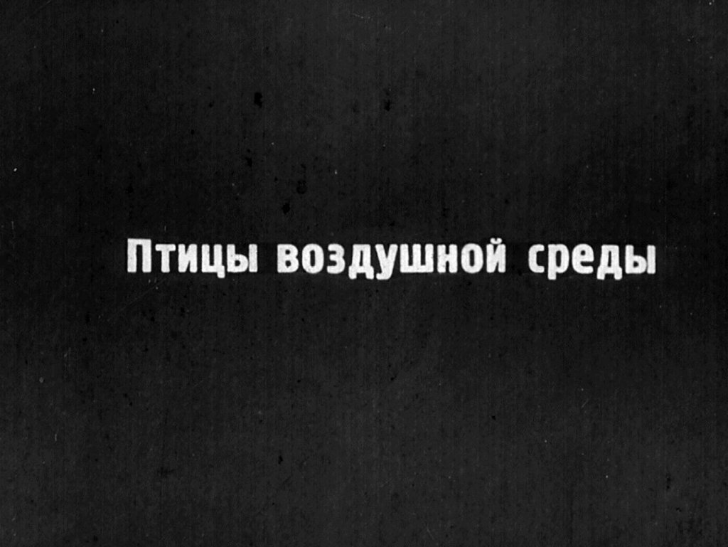 Кадр 4 диафильма «Птицы»