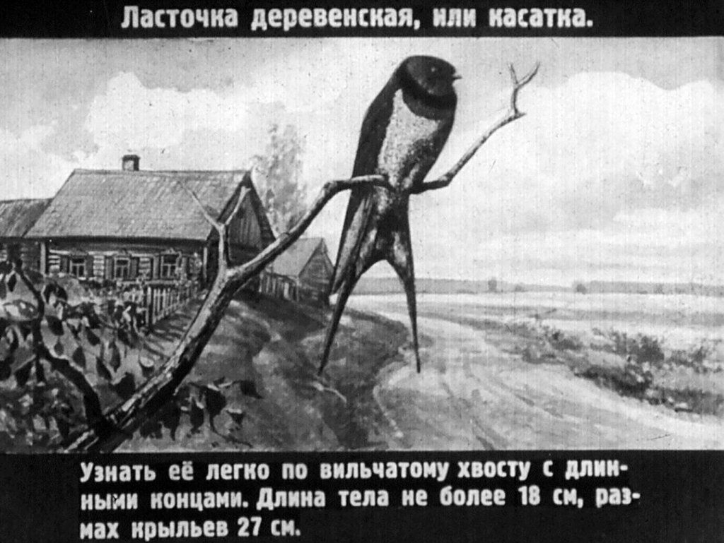Кадр 6 диафильма «Птицы»