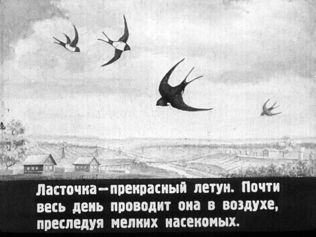 Кадр 7 диафильма «Птицы»