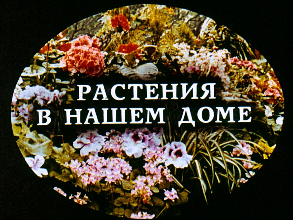 Кадр 1 диафильма «Растения в нашем доме»