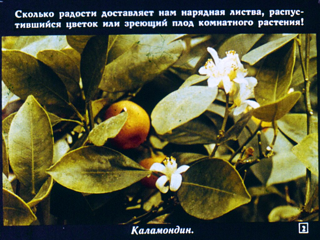 Кадр 2 диафильма «Растения в нашем доме»