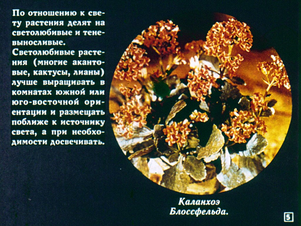 Кадр 5 диафильма «Растения в нашем доме»
