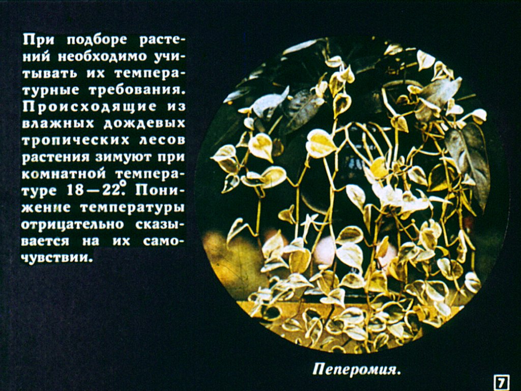 Кадр 7 диафильма «Растения в нашем доме»