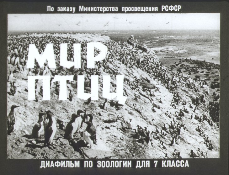 Кадр 1 диафильма «Мир птиц»