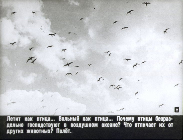 Кадр 2 диафильма «Мир птиц»