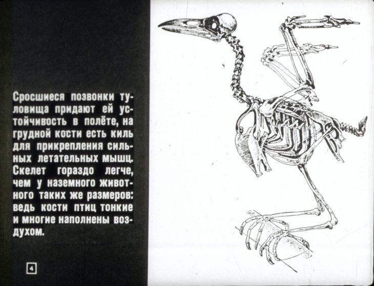 Кадр 4 диафильма «Мир птиц»