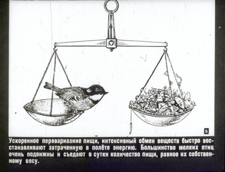 Кадр 5 диафильма «Мир птиц»
