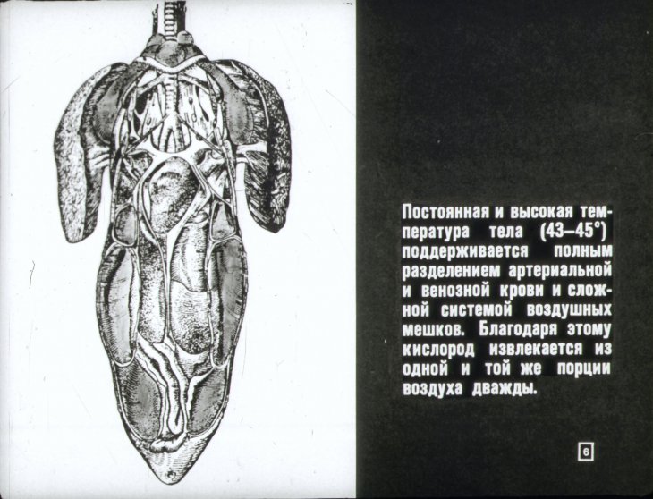 Кадр 6 диафильма «Мир птиц»