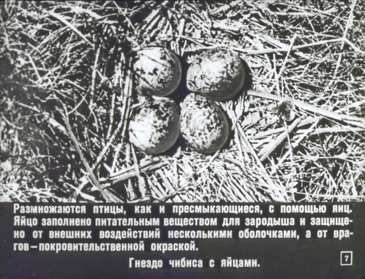 Кадр 7 диафильма «Мир птиц»
