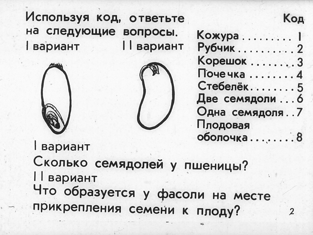 Кадр 2 диафильма «Семя»
