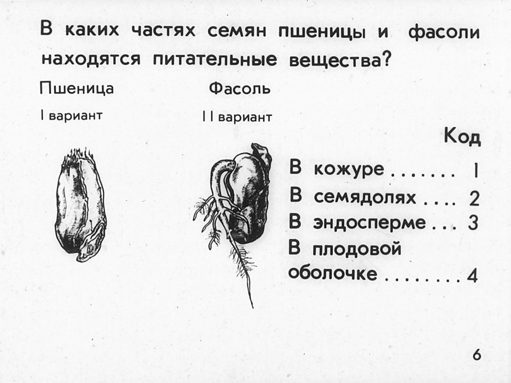 Кадр 6 диафильма «Семя»
