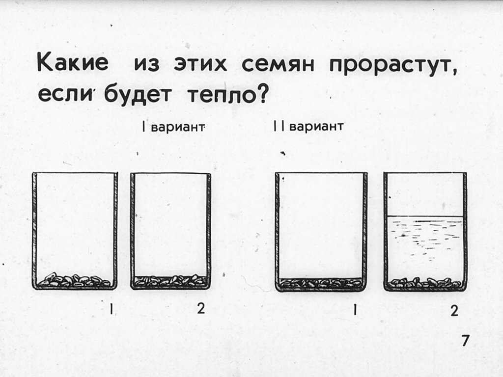 Кадр 7 диафильма «Семя»