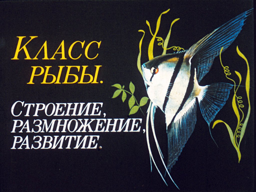 Кадр 2 диафильма «Класс рыбы. Строение, размножение, развитие»