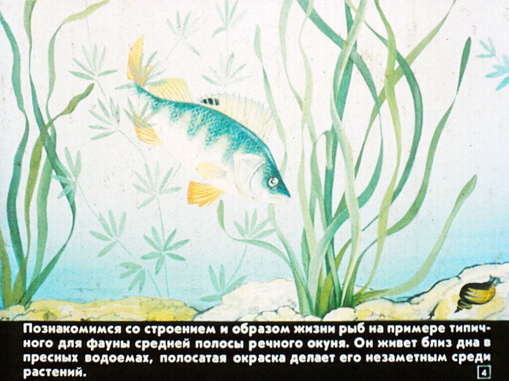 Кадр 5 диафильма «Класс рыбы. Строение, размножение, развитие»