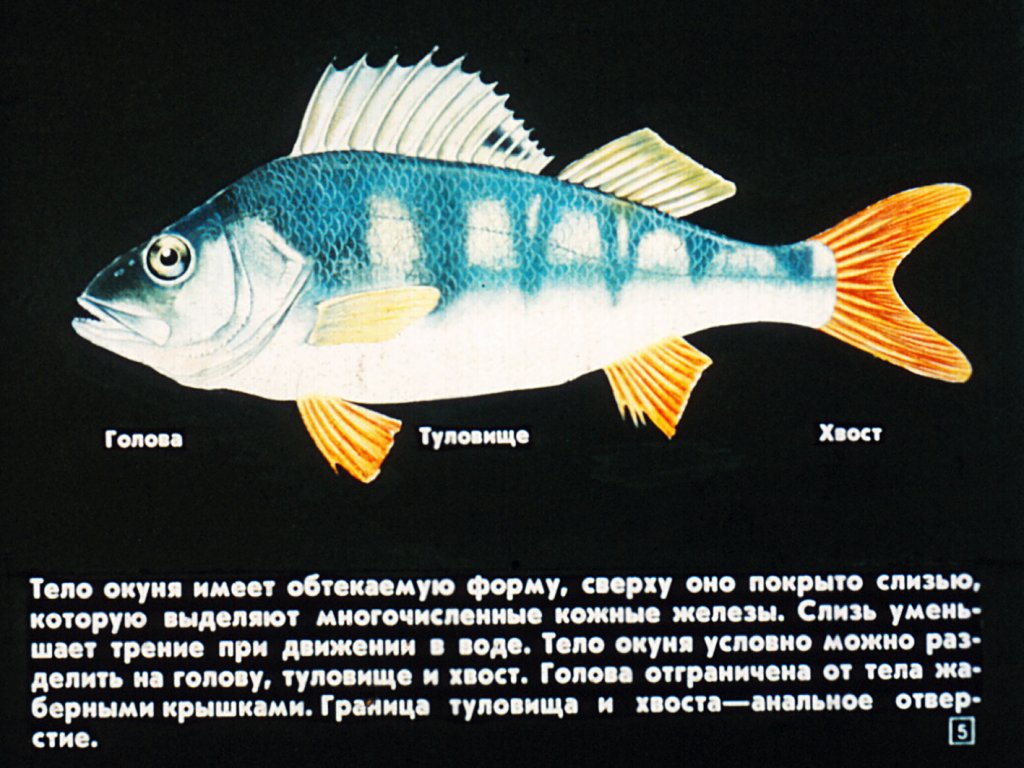 Кадр 6 диафильма «Класс рыбы. Строение, размножение, развитие»