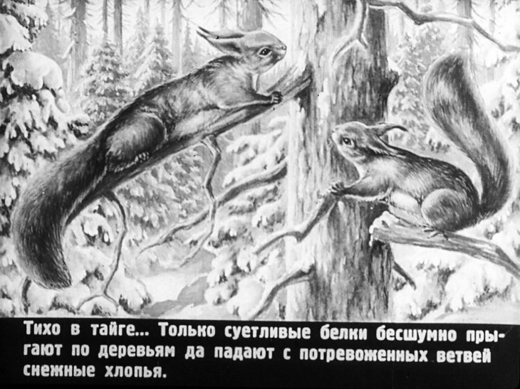 Кадр 4 диафильма «В тайге»