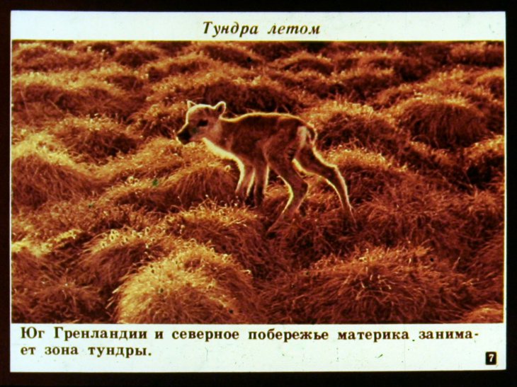 Кадр 7 диафильма «Физико-географические области Северной Америки»