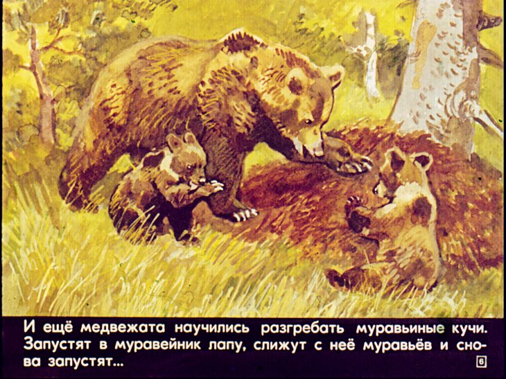 Кадр 6 диафильма «Летом»