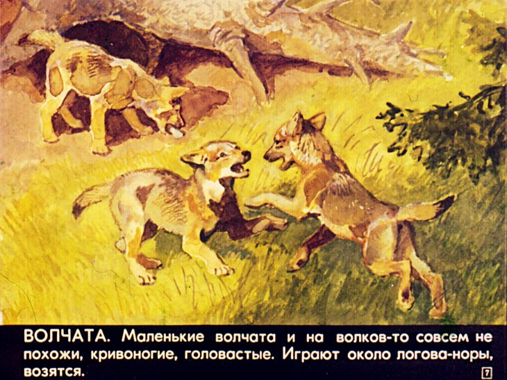 Кадр 7 диафильма «Летом»