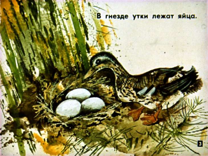 Кадр 3 диафильма «Цыпленок и утенок»