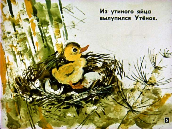 Кадр 5 диафильма «Цыпленок и утенок»