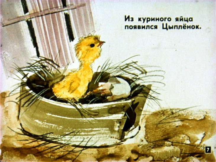Кадр 7 диафильма «Цыпленок и утенок»