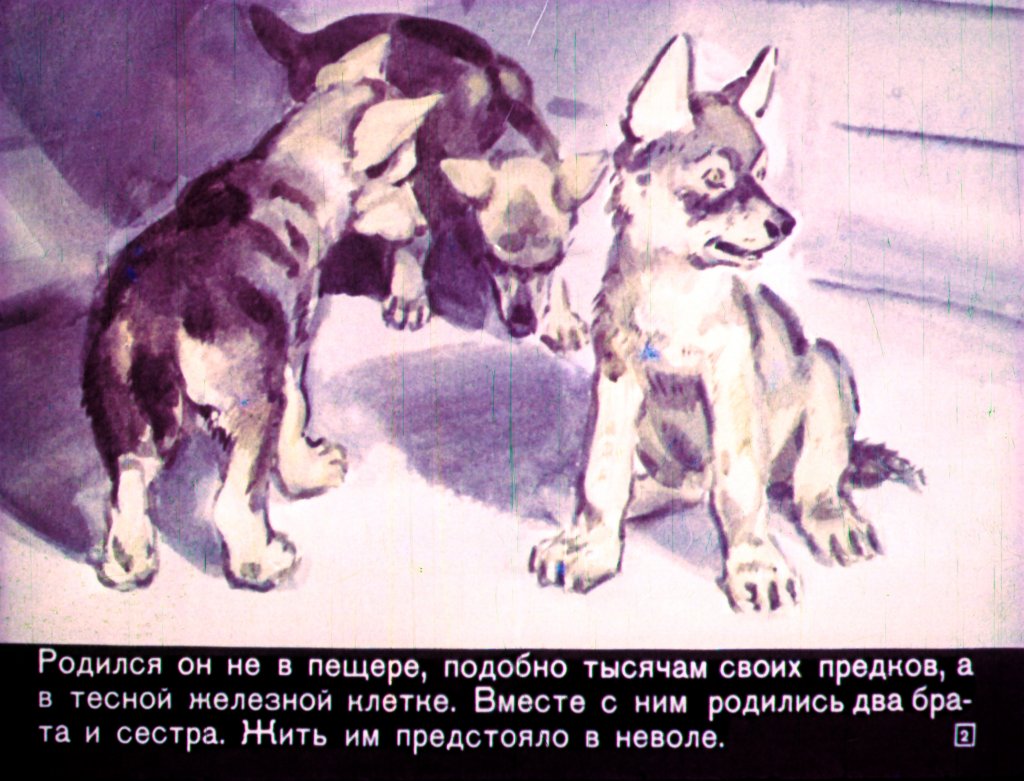 Кадр 2 диафильма «Единственный»