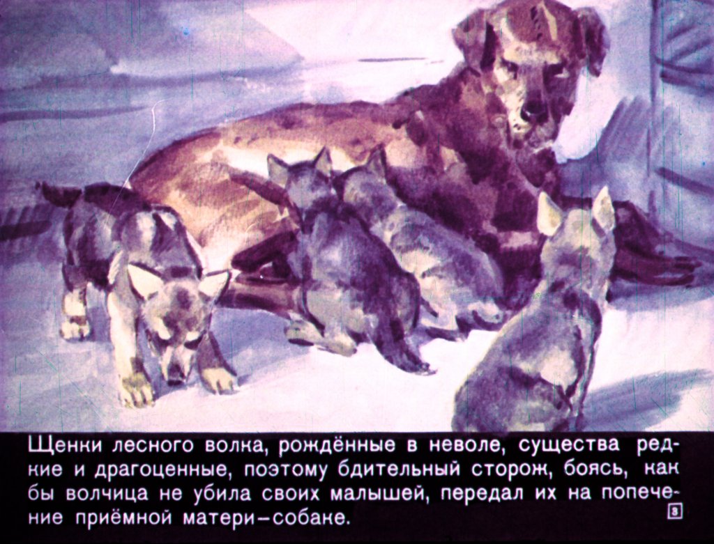 Кадр 3 диафильма «Единственный»