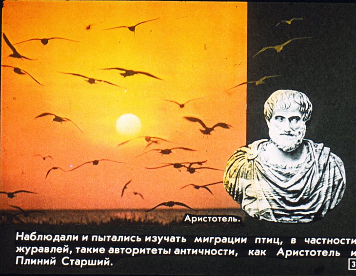 Кадр 3 диафильма «Вечные странники»