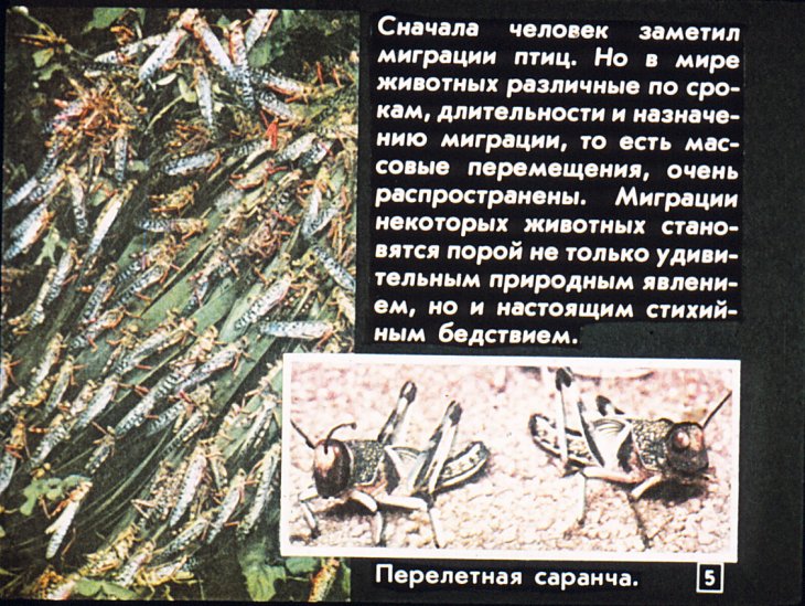 Кадр 5 диафильма «Вечные странники»