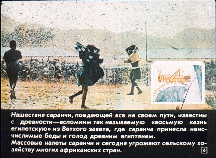 Кадр 6 диафильма «Вечные странники»