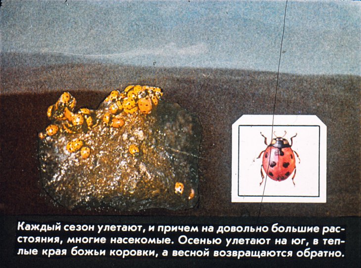 Кадр 7 диафильма «Вечные странники»