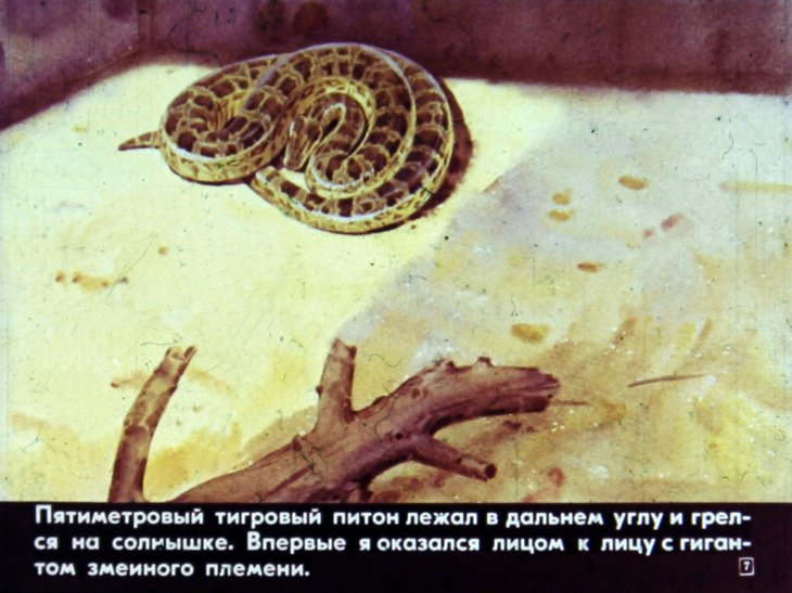 Кадр 7 диафильма «Шутка с питоном»