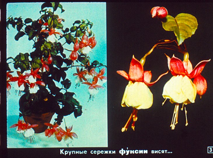 Кадр 3 диафильма «Пусть радуют цветы»