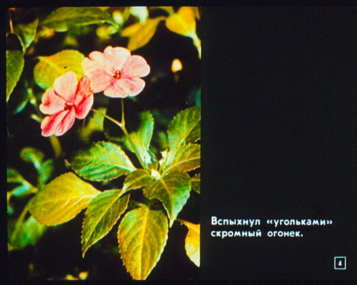 Кадр 4 диафильма «Пусть радуют цветы»