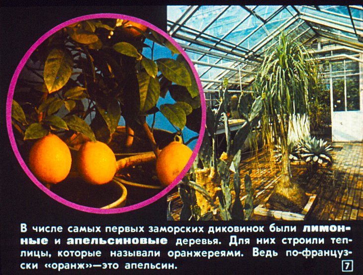 Кадр 7 диафильма «Пусть радуют цветы»