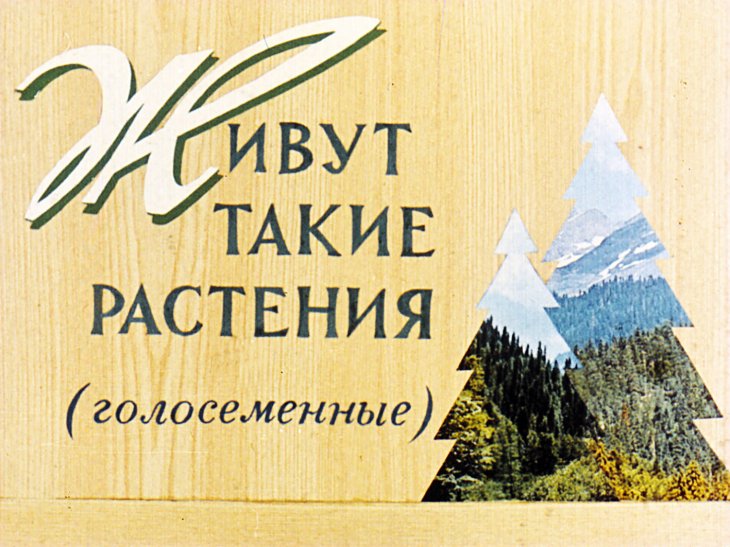 Кадр 1 диафильма «Живут такие растения»