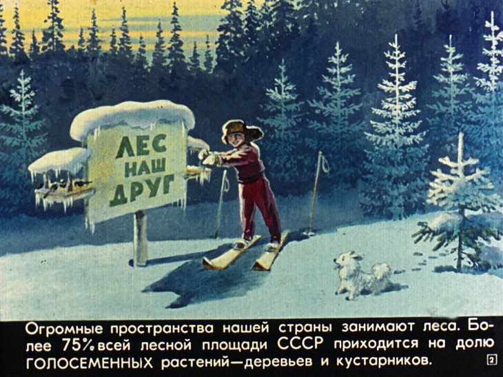 Кадр 2 диафильма «Живут такие растения»