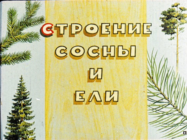 Кадр 3 диафильма «Живут такие растения»