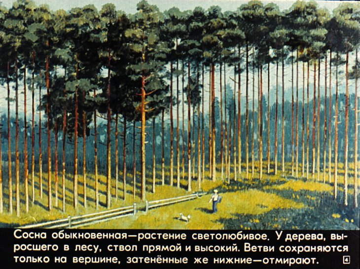 Кадр 4 диафильма «Живут такие растения»
