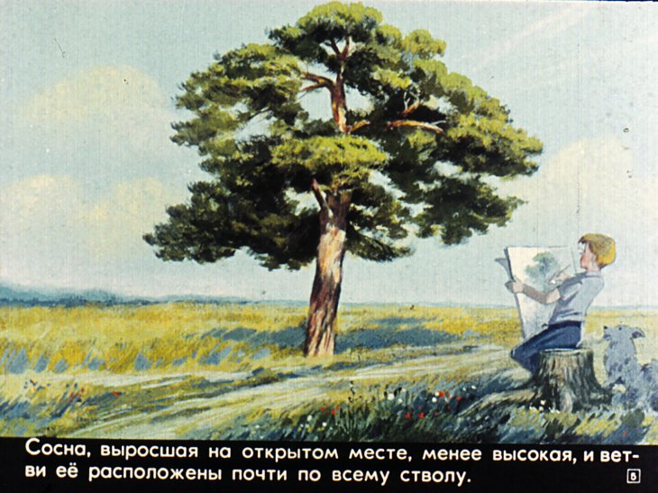 Кадр 5 диафильма «Живут такие растения»