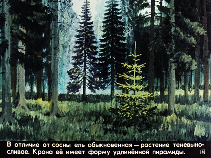 Кадр 6 диафильма «Живут такие растения»