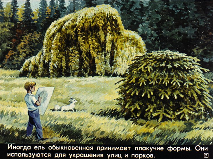 Кадр 7 диафильма «Живут такие растения»