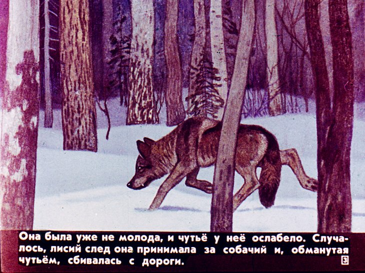 Кадр 3 диафильма «Белолобый»