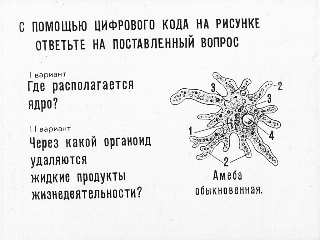 Кадр 1 диафильма «Простейшие»