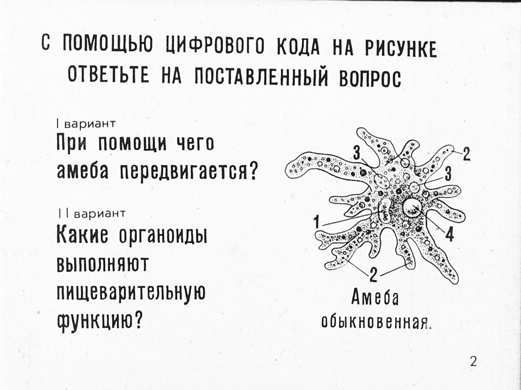 Кадр 2 диафильма «Простейшие»