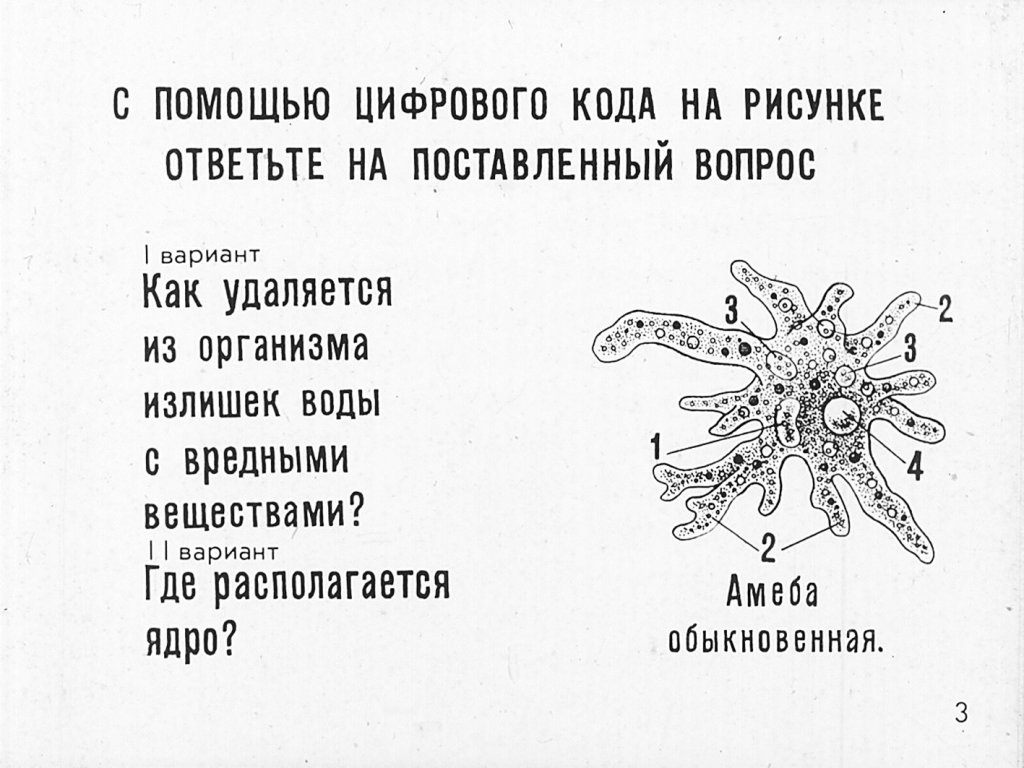 Кадр 3 диафильма «Простейшие»
