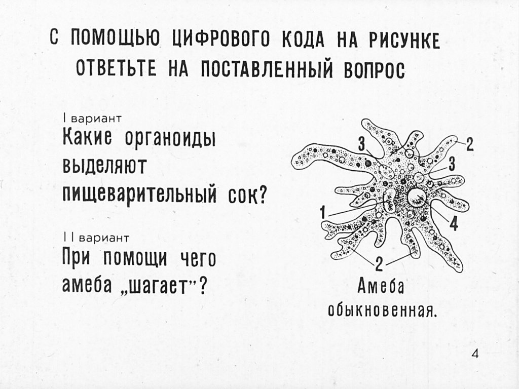 Кадр 4 диафильма «Простейшие»