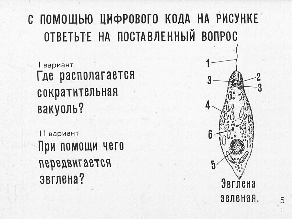 Кадр 5 диафильма «Простейшие»